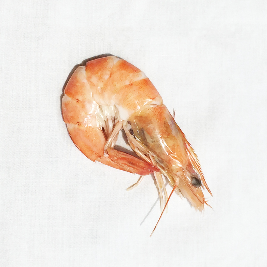 Allergens-Shrimp-LVB-15Sep2015-IMG_0807-20150915