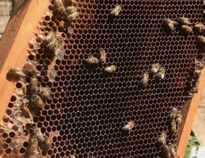 BEES: Allergen or Not An Allergen?